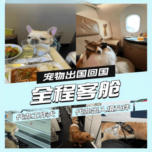 拉萨市宠物托运到白俄罗斯宠物入境规定和要求